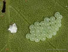 Shieldbug eggs and inidentified egg case(?) on Birch