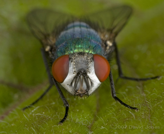 Greenbottle - viewed from front