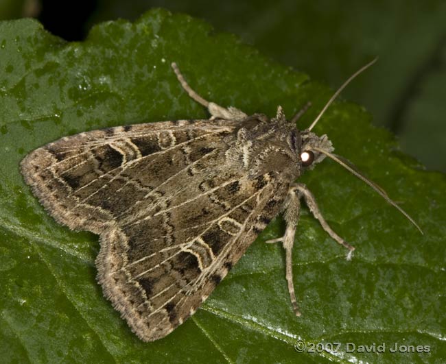 Gothic moth (Naenia typica) on Elder