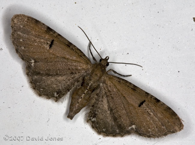 Currant Pug (Eupithecia assimilata) on door