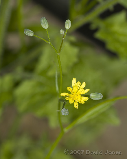 Nipplewort (Lapsana communis) comes into flower