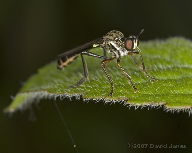 Robberfly (unidentified)