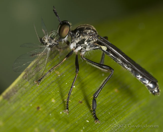 Robberfly (unidentified) with aphid prey