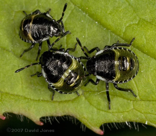 Shieldbug larvae (unidentified)