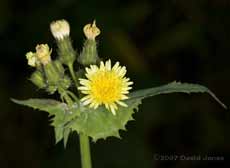 Smooth Sow-thistle (Sonchus oleraceus) in flower