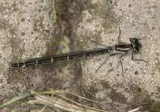 Azure Damselfly female (Coenagrion puella)