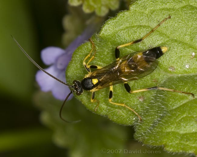 Ichneumon fly (Amblyteles armatorius) - 1