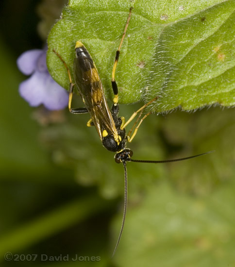Ichneumon fly (Amblyteles armatorius) - 2