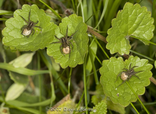 Wolf Spiders (Pardosa sp.) with egg cases - 1