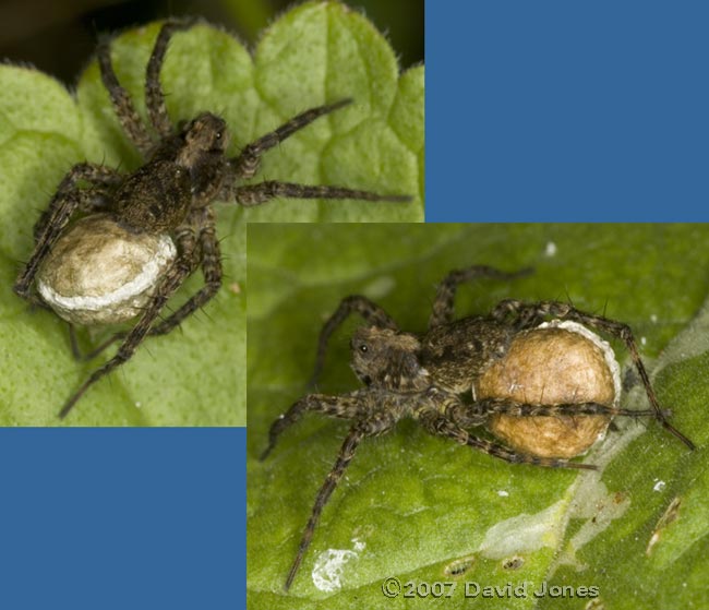 Wolf Spiders (Pardosa sp.) with egg cases - 2