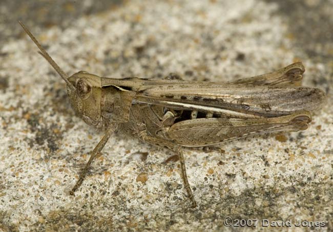 Field Grasshopper (Chorthippus brunneus)