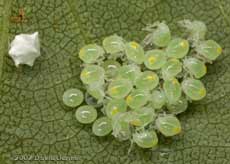 Bug eggs hatch out on Birch tree