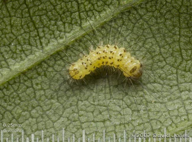 A small and hairy caterpillar on the Birch tree