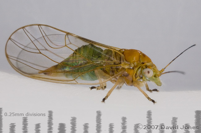 A Psyllid (Jumping Plant Louse) from our Hawthorn tree