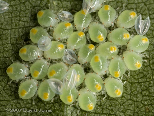 Newly emerged bugs on Birch tree