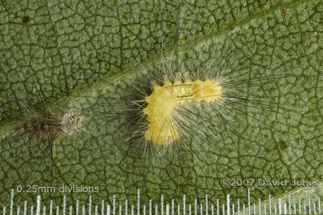 The hairy caterpillar on the Birch tree has moulted