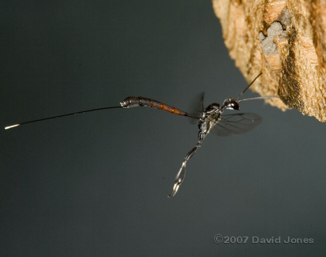 Gasteruption jaculator in flight