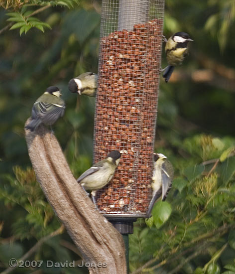 Great Tit family at peanut feeder