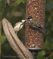 Great Tit fledgling being fed at peanut feeder