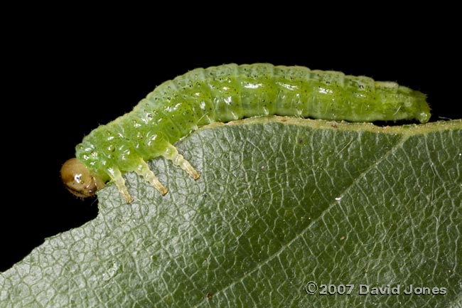 Sawfly larva on Birch leaf