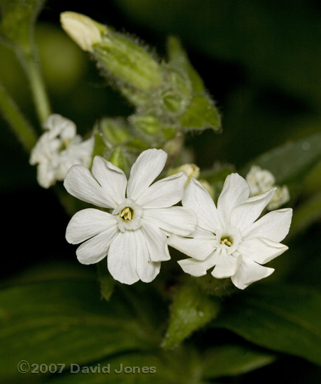 White Campion in flower