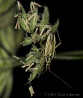 Mirid bug (Notospira elongata) on grass