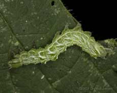 Caterpillar on Stinging Nettle