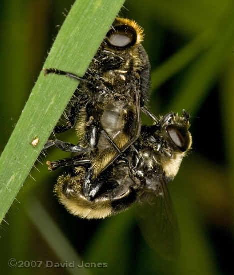 Narcissus-flies (Merodon equestris) mating