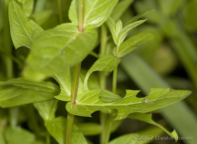 Leaf-cutter bee damage to Purple Loosestrife leaves