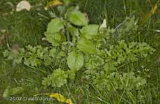 Ragwort plant - early foliage
