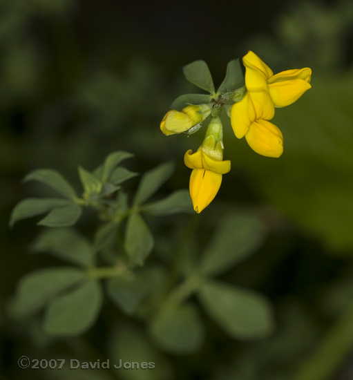 Bird's -foot Trefoil in flower