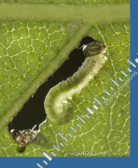 Sawfly larva produces an elongated hole in Birch leaf