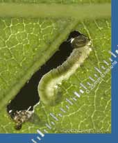 Sawfly larva produces an elongated hole in Birch leaf