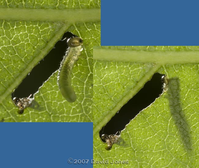 Sawfly larva shows its defensive strategy