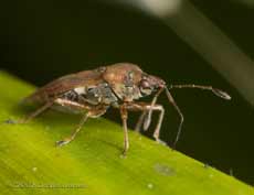 Bug with rostrum extended on bamboo leaf