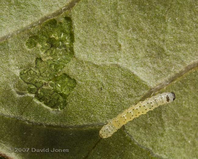 Sawfly larva on underside of Fuchsia leaf