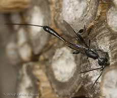 Ichneumon fly (Gasteruption jaculator) with damaged ovipositor/sheath