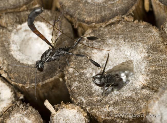 Ichneumon fly (Gasteruption jaculator) emerging - 1