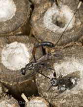 Ichneumon fly (Gasteruption jaculator) emerging - 2