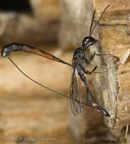 Ichneumon fly (Gasteruption jaculator) replaces ovipositor in its sheath