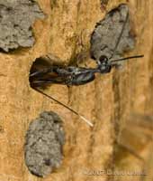 Ichneumon fly (Gasteruption jaculator) egg laying in bee nest)