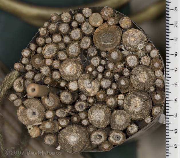 Bee/wasp hotel made from plant stems