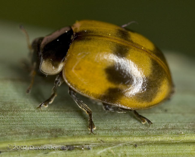 Ladybird (2-Spot?) on bamboo leaf