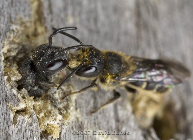 Solitary bees (Heriades truncorum) - courtship behaviour? - 1