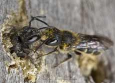 Solitary bees (Heriades truncorum) - courtship behaviour?