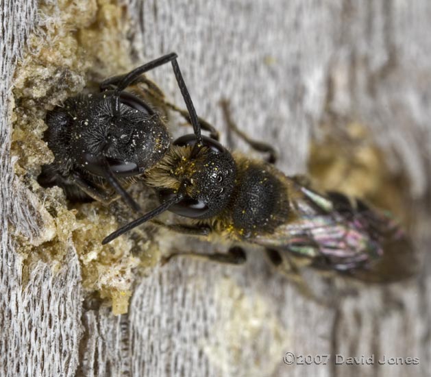Solitary bees (Heriades truncorum) - courtship behaviour? - 2