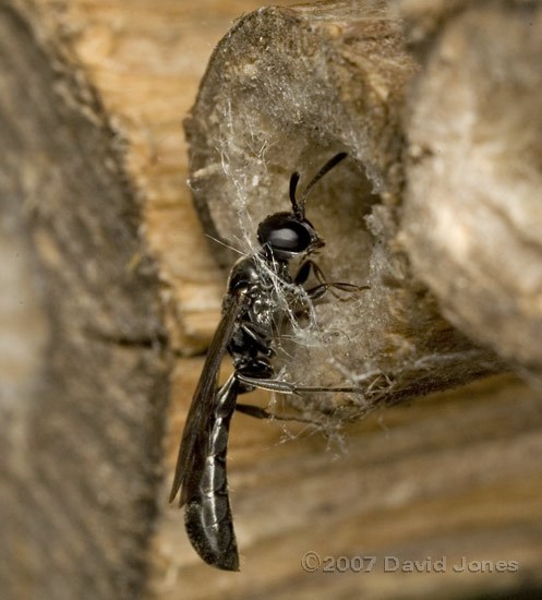 Solitary wasp (unidentified) investigates hollow plant stem