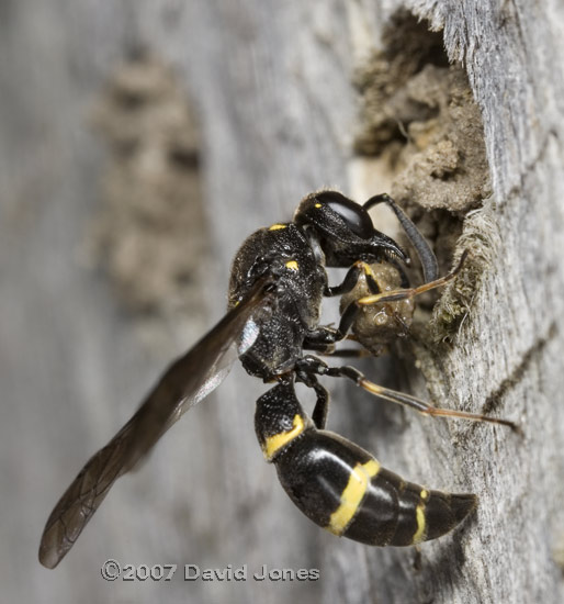 Solitary wasp removing mud from sealed bee nest