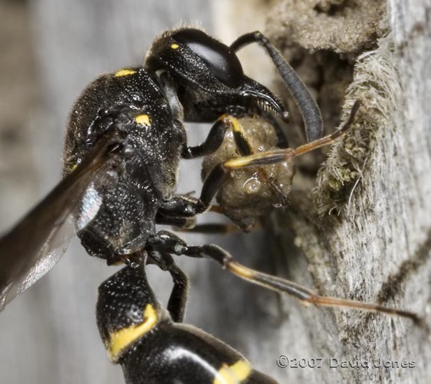 Solitary wasp removing mud from sealed bee nest - close-up
