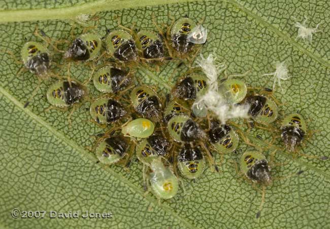 Bug nymphs on Birch leaf